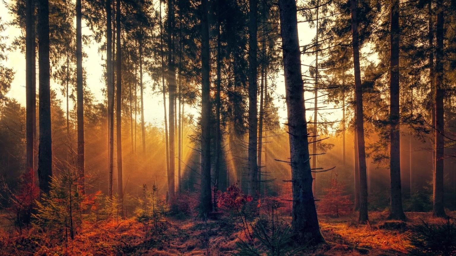 Syksyinen metsämaisema